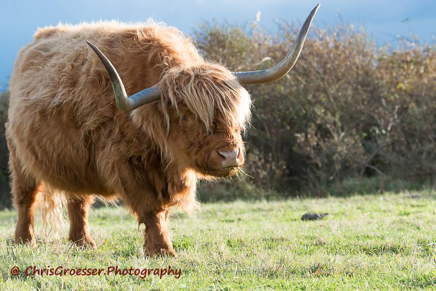 Brede hoorns